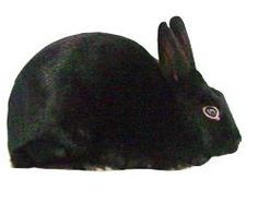 a black rabbit is sitting on the ground