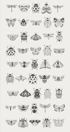 the different types of bugs are shown in black and white