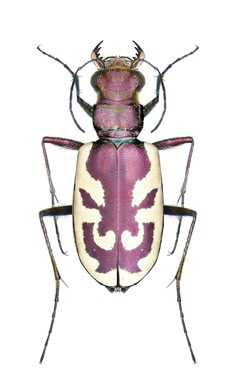 an insect with purple and white markings on it's back legs, sitting on top of