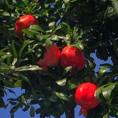 the fruit is growing on the tree and ready to be picked from it's branches