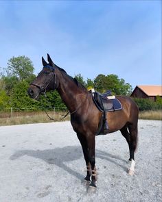 a brown horse standing on top of a dirt field