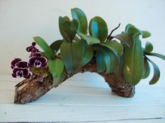 some purple flowers and green leaves are on a piece of driftwood that is sitting on the floor