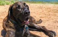 a large brown dog laying on top of a sandy beach next to a body of water