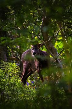 a brown animal standing in the middle of a forest filled with green plants and trees