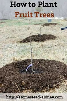 a group of trees that are in the ground with dirt on them and some plants growing out of it