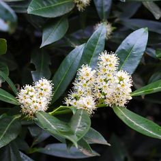 some white flowers and green leaves on a tree