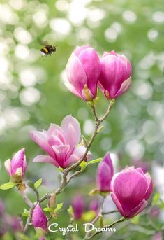 a pink flower with a bee flying over it