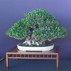 a bonsai tree sitting on top of a wooden table