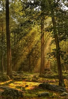 sunlight shining through the trees in a forest with rocks and grass on the ground,