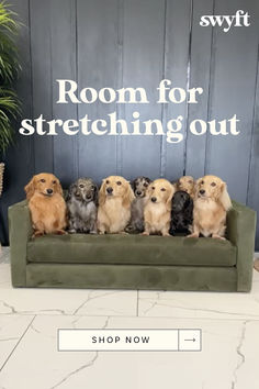 a group of dogs sitting on top of a green couch with the words room for stretching out