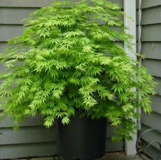 a large green plant in a black pot