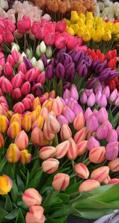 many different colored tulips are arranged together