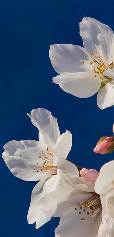 three white flowers with yellow stamens against a blue sky