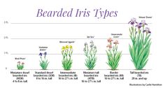 a line up of plants with different types of flowers in them and the number of each plant