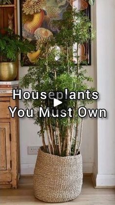 houseplants you must own