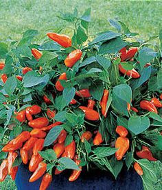 a blue pot filled with lots of red chili peppers on top of green grass covered ground