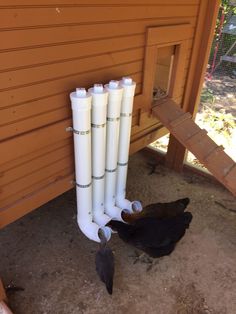 three white pipes are attached to the side of a chicken coop with two black birds