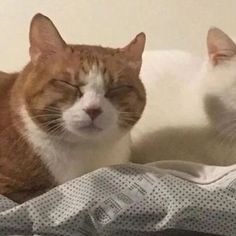 two orange and white cats laying next to each other on top of a bed together