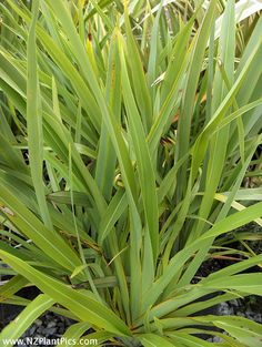 a close up of a plant with green leaves