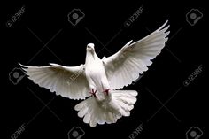 a white dove flying in the air with its wings spread