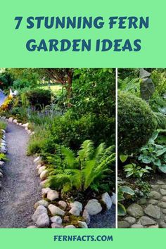 Collage of seven different fern garden landscaping ideas showcasing pathways and rock features. Planting Tips, Landscape Rock