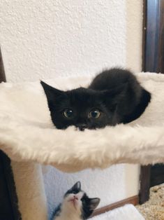 two kittens are sitting in a cat tree