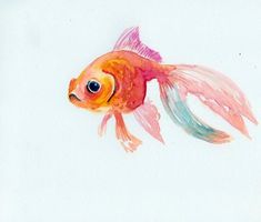 a drawing of a goldfish in watercolor on white paper with blue and pink accents