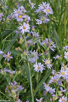 some purple flowers are growing in the grass