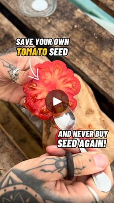 a person holding up a tomato with the words save your own tomato seed and never buy seed again