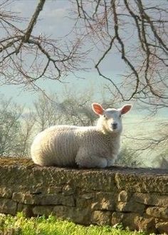 a sheep sitting on top of a stone wall next to a tree and grass covered field