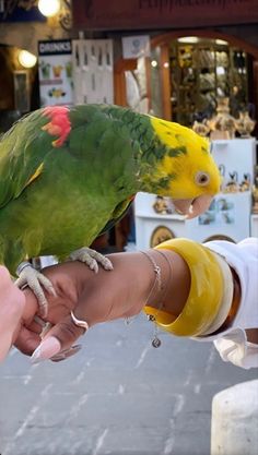 a parrot sitting on the arm of someone's hand while they are petting it