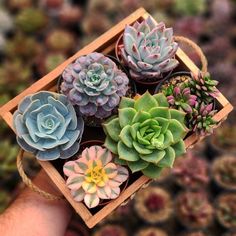 small succulents are placed in a wooden box