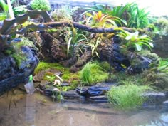 an aquarium filled with lots of plants and rocks