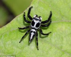 a black and white spider sitting on top of a green leaf