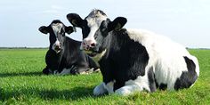 two black and white cows laying in the grass