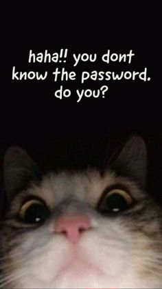 a close up of a cat's face with the caption haha you don't know the password, do you?