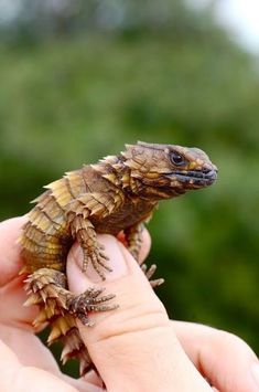 a person holding a small lizard in their hand