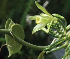 a close up view of a plant with leaves