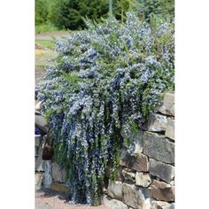 blue flowers growing on the side of a stone wall