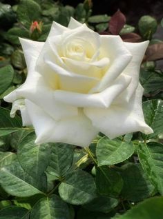 a white rose with green leaves in the background