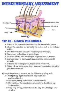 the anatomy of an animal's body and its external structures, including their main parts