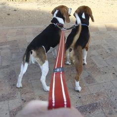 two dogs standing next to each other on a brick floor near a person's hand