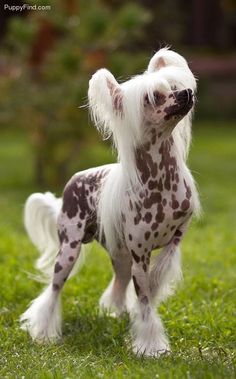 a small white and brown dog standing in the grass