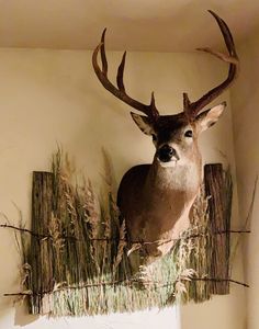 a deer head mounted to the side of a wall