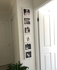 a plant is sitting on the floor in front of a door with pictures hanging on it