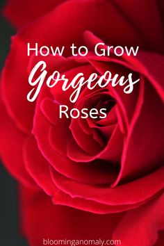 a red rose with the words how to grow gorgeous roses in white lettering on it