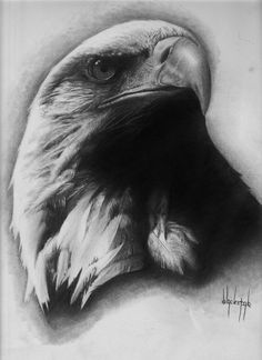 an eagle's head is shown in black and white, as if it were penciled