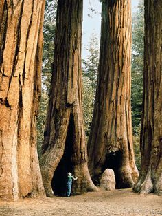 a person standing in the middle of a forest with giant trees on either side of them