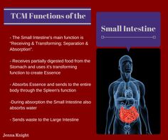 TCM Functions of the Small Intestine Gastrointestinal Healing, Chinese Healing, Digestive System Anatomy, Acupuncture Points Chart, Reflexology Points, Small Intestine