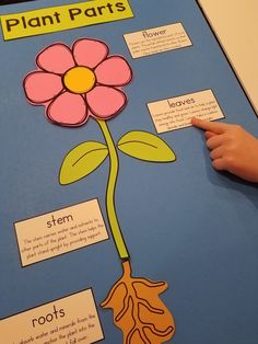 a plant parts poster is displayed on a table with a hand pointing at it and the roots are labeled